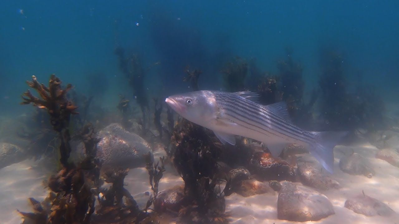 Striped Bass SLEEPING! | Caught On Video
