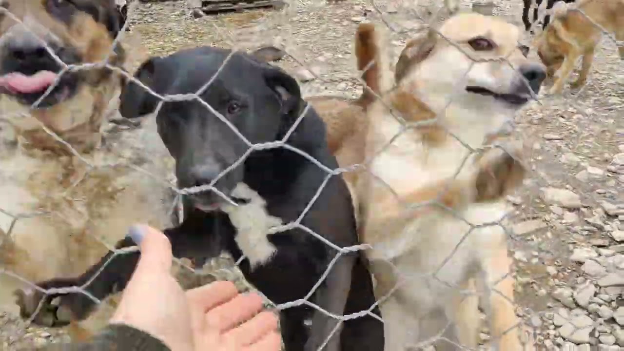 Приют Хару. Дом забытых собак 💔 