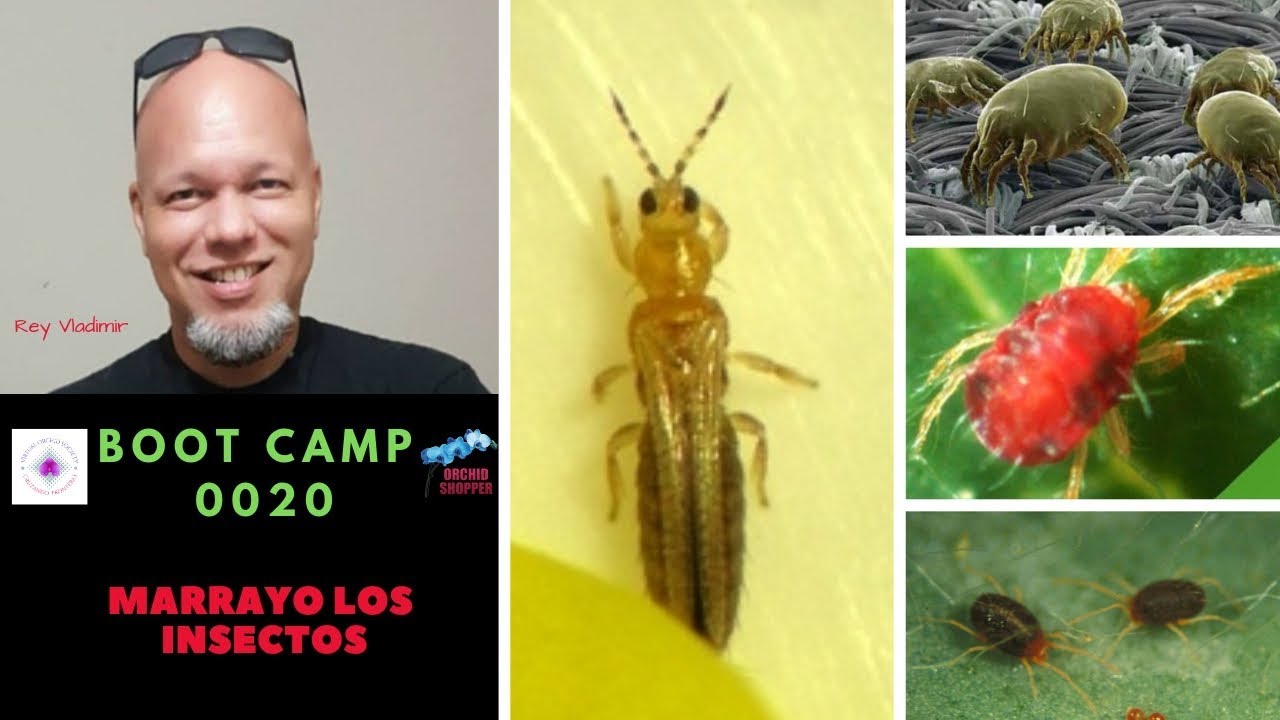 Boot Camp 0020: Marrayo los Insectos en las Orquideas