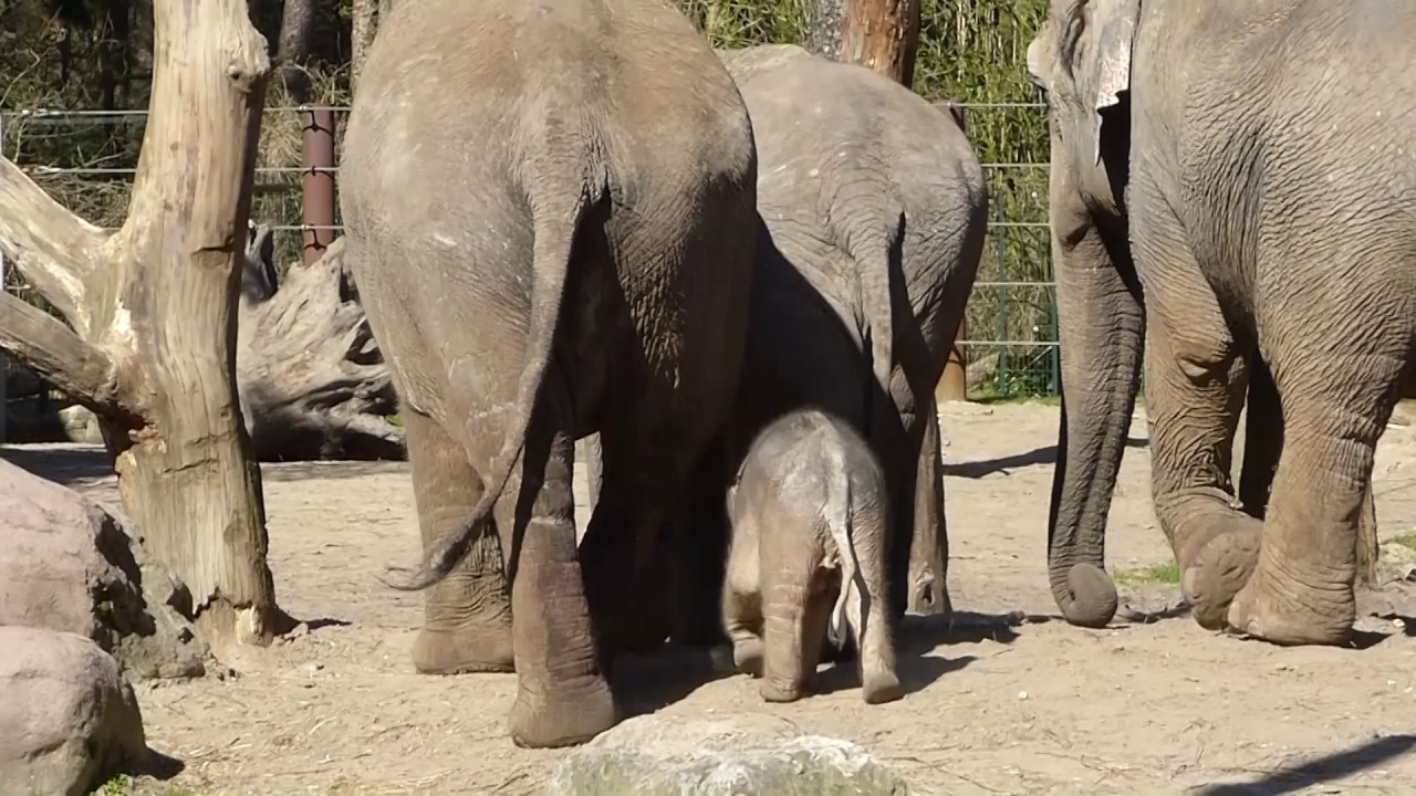 Baby Elephant Yunha