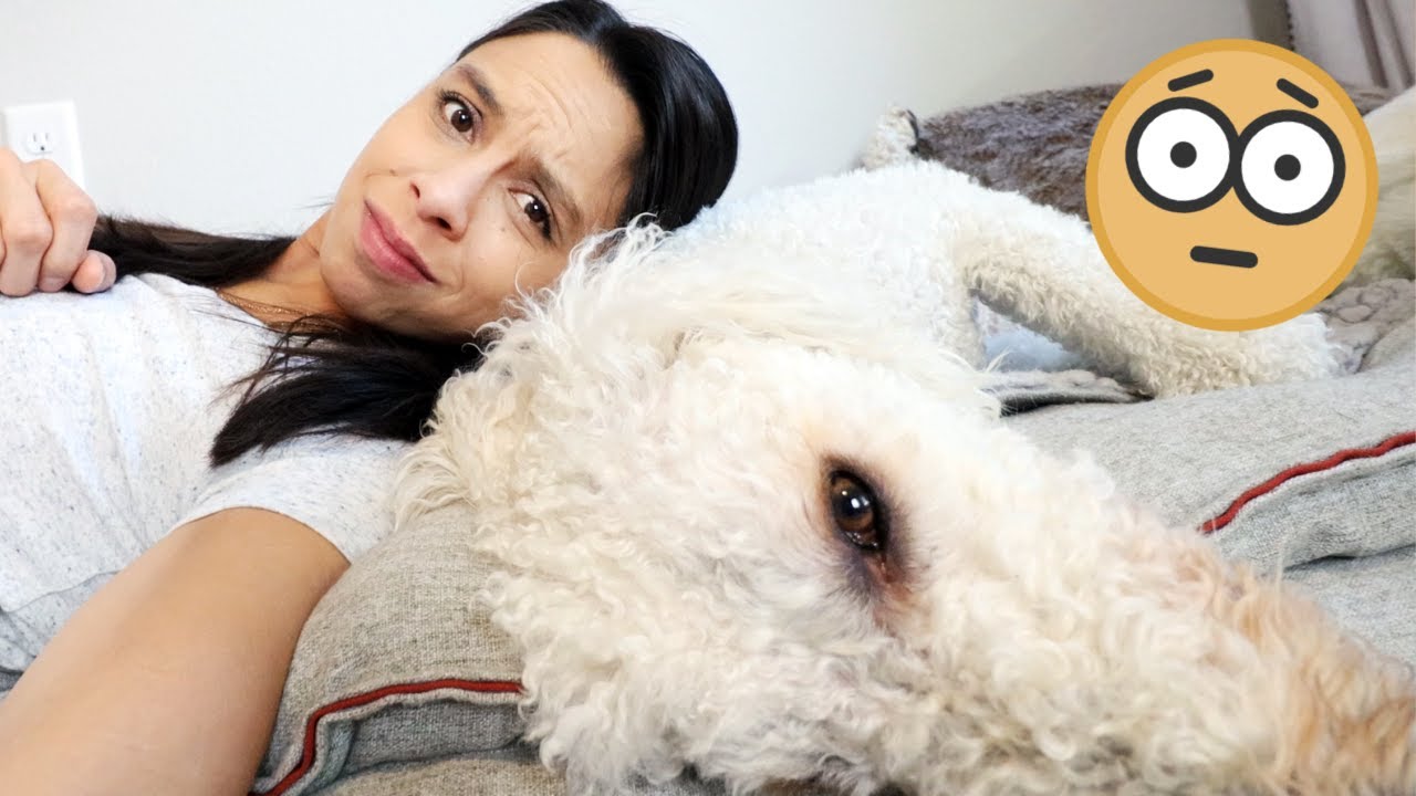 BORED 🐶 at home?! DO THESE!! Guaranteed to make life easier ❤️🐶