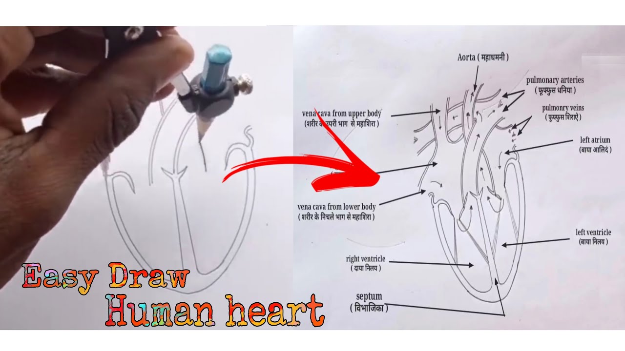 Drawing tutorial||Easy human heart diagram
