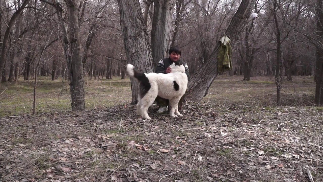 Как выбрать щенка азиата.