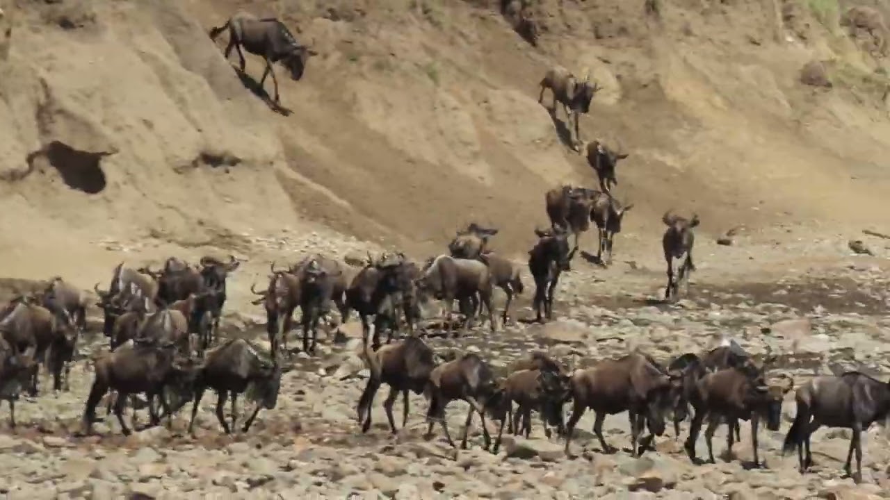 The Great Migration Serengeti 2023