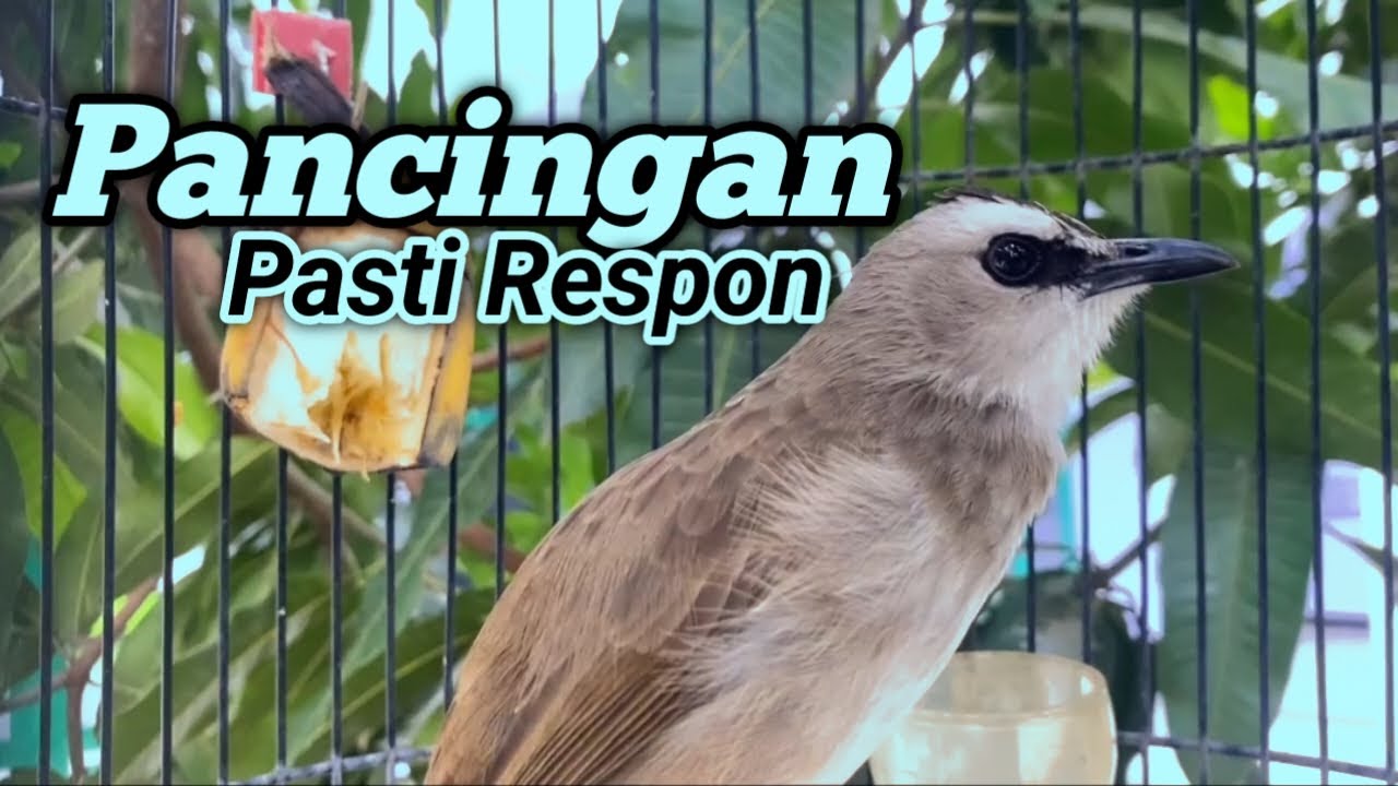 Pancingan Trucuk agar bunyi ❗ Trucuk ombyokan Trucuk Diam Saja akan ikut nyaut