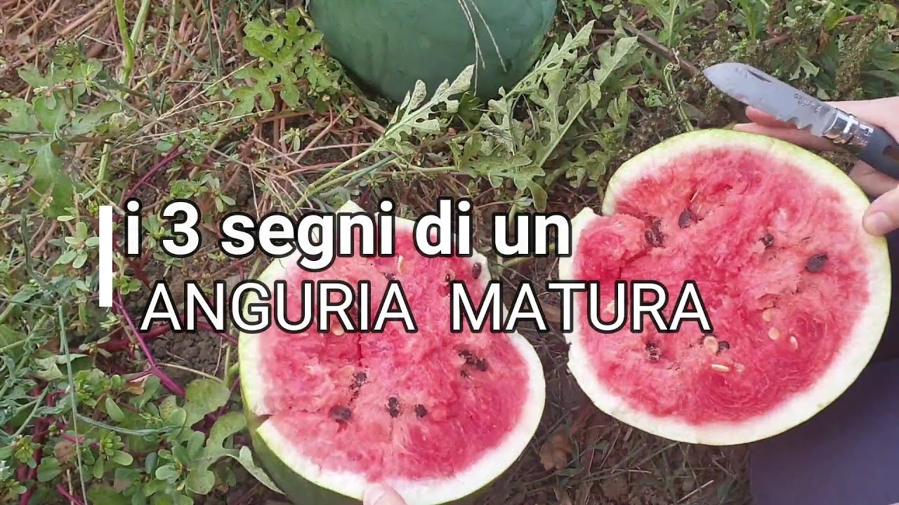 Come riconoscere un ANGURIA matura