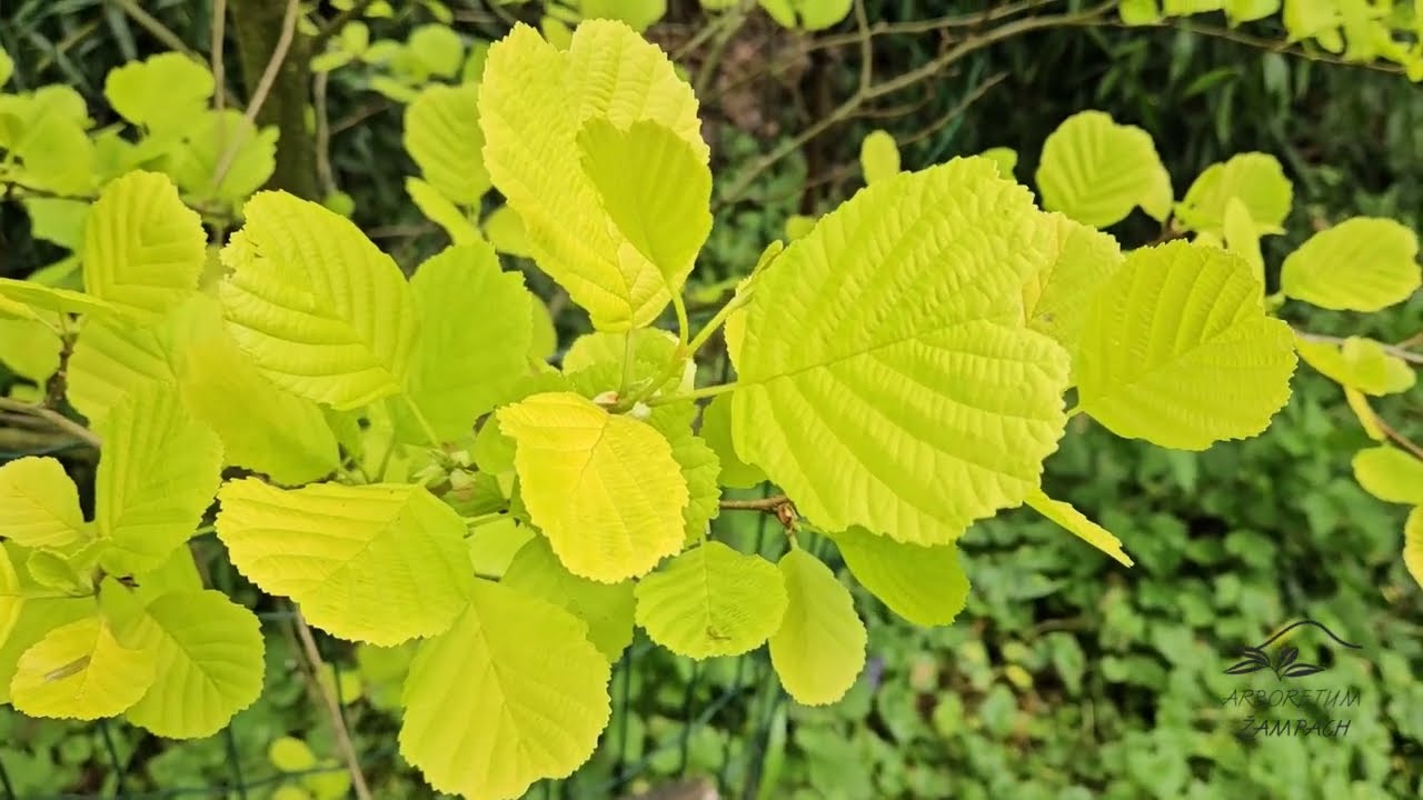 Alnus incana 'Aurea' olše šedá