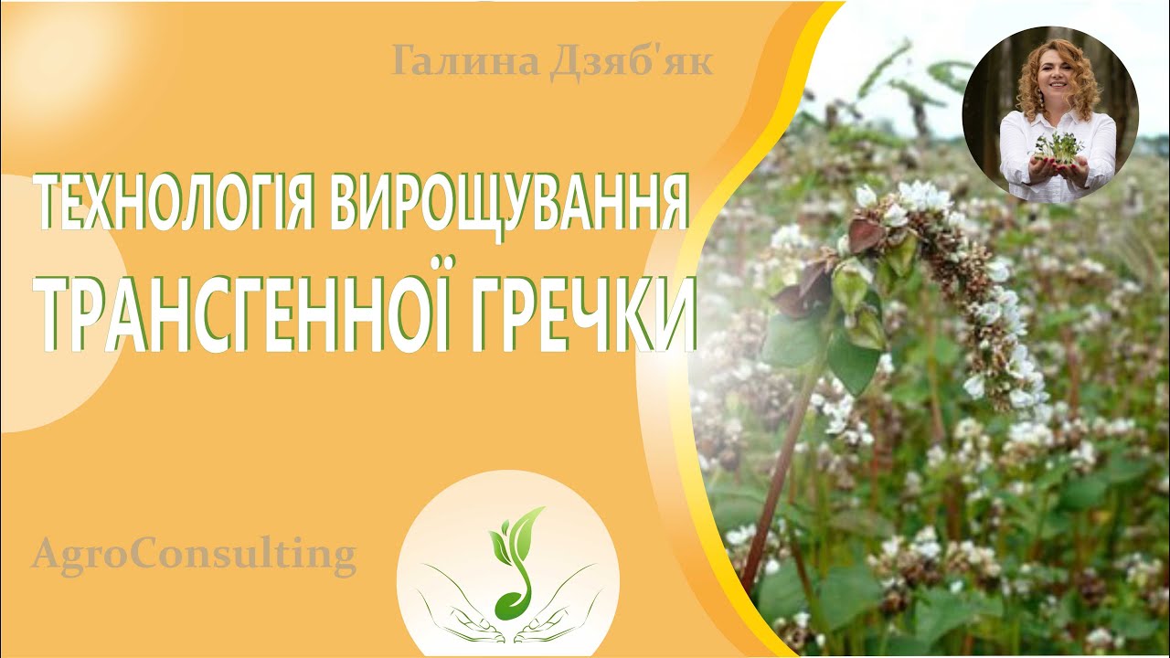 Технологія вирощування трансгенної гречки