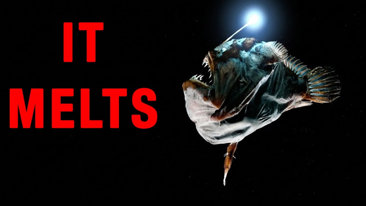Anglerfish Have The Weirdest Reproduction On Earth | Here's Why