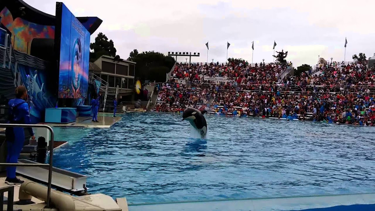 Pranavraja Watch Whale show in San Diego Sea World