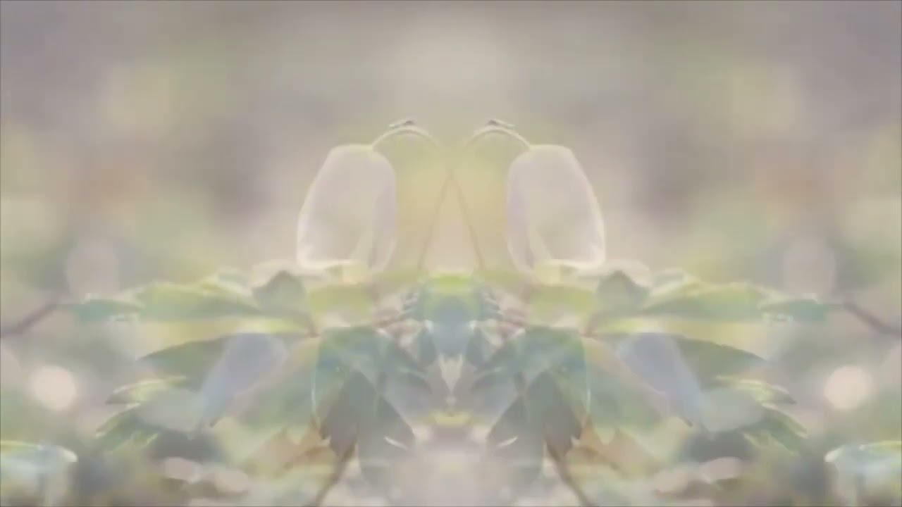 Funkamel - Memoria [Camel Riders]