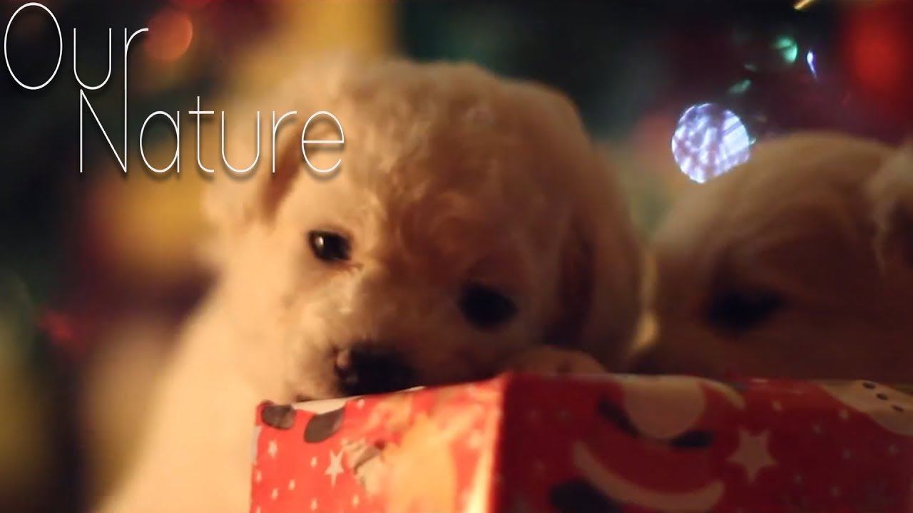 Puppies Opening Christmas Gifts Compilation 2017