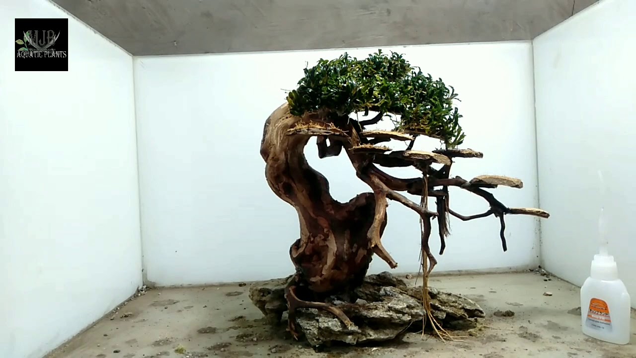Step by step Bonsai Aquascape