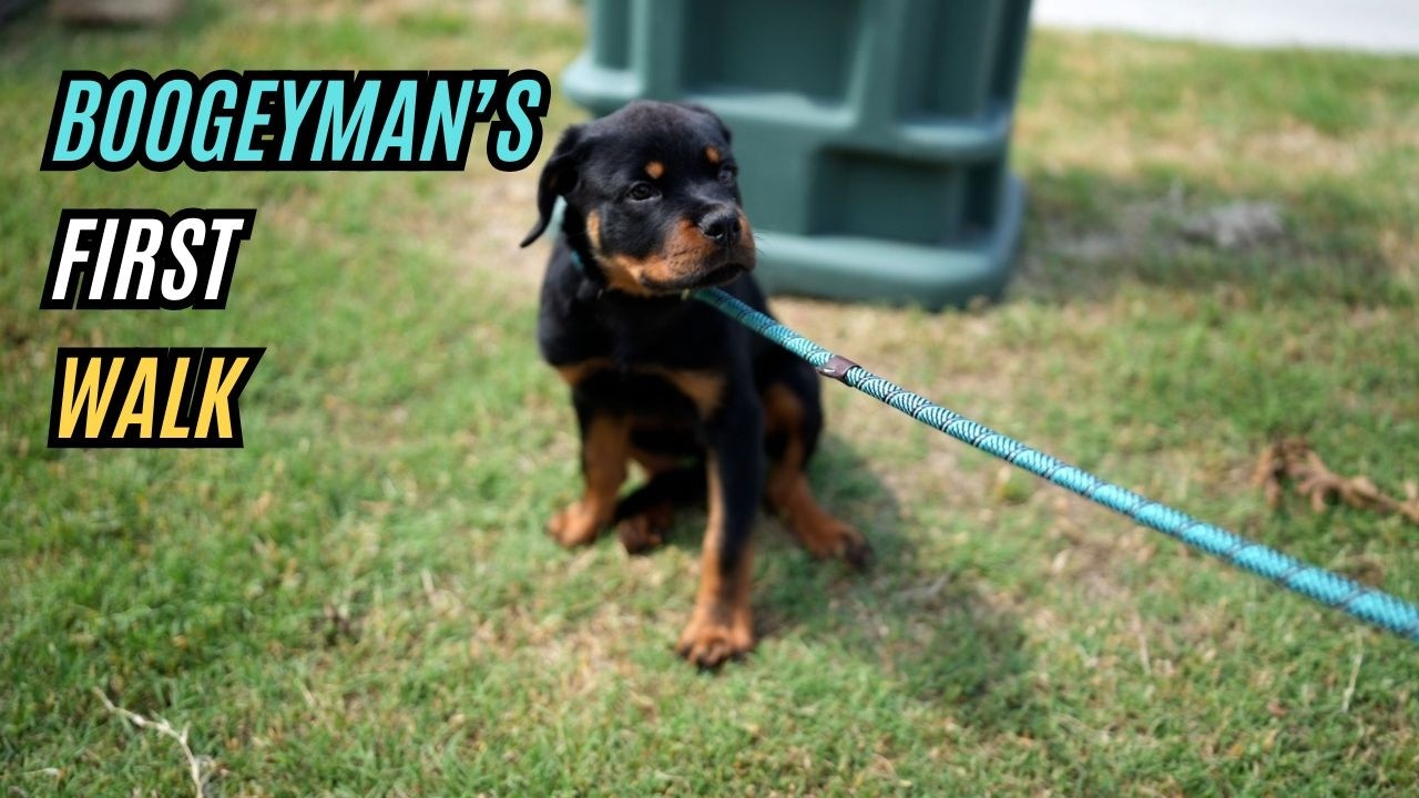 Boogeyman's First Walk (Leash Training 101)