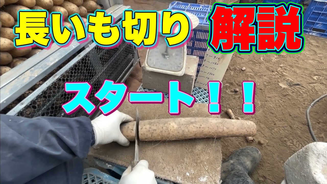 【2023年】ながいも【種芋切り】切り方と石灰の付け方を【丁寧に】解説します。【作業者目線】
