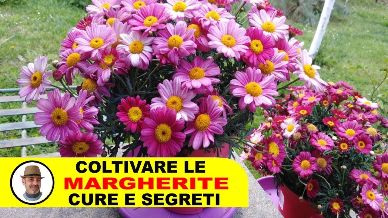 MARGHERITE COLTIVAZIONE CURE E SEGRETI