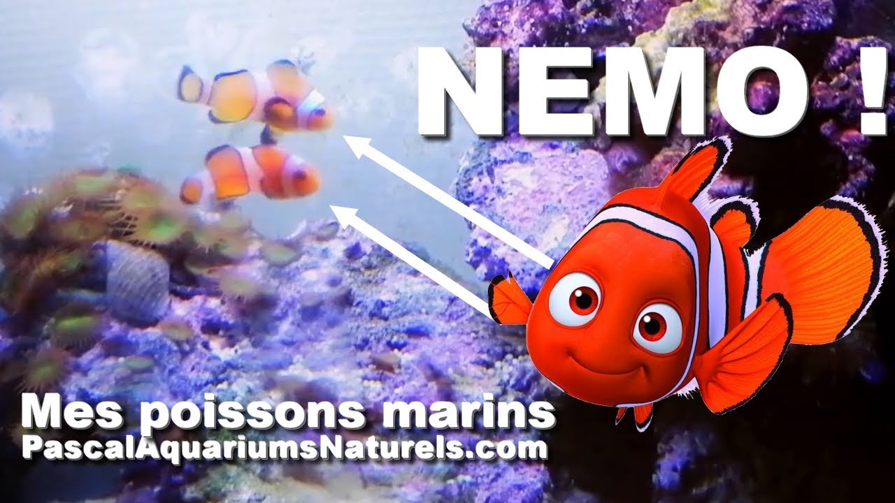 Récifal débutant : introduction poissons-clowns (Némo) ! Reef project 5 - Pascal Aquariums Naturels