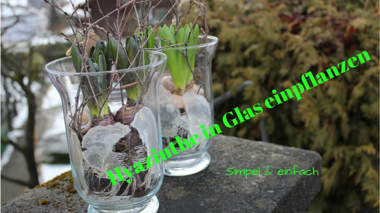 DIY: Hyazinthe schlicht & einfach in Glas eintopfen / Die simple Frühlingsdekoration