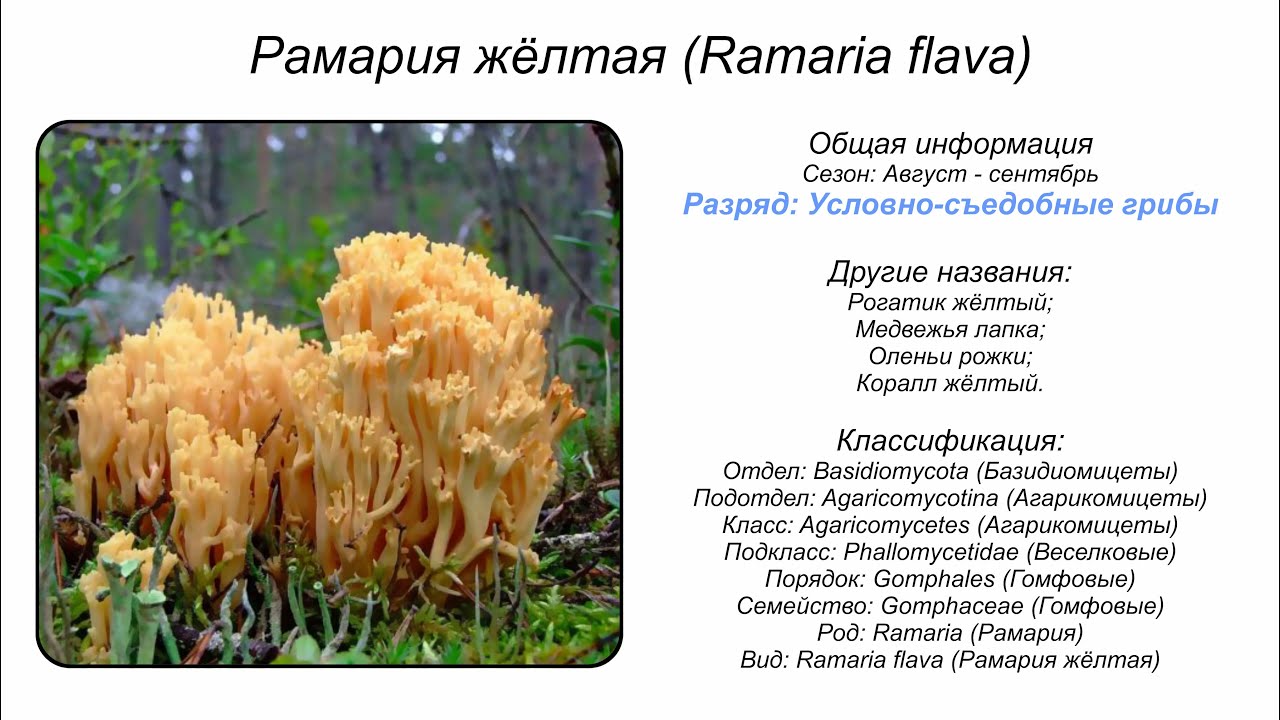 Рамария жёлтая (Ramaria flava)