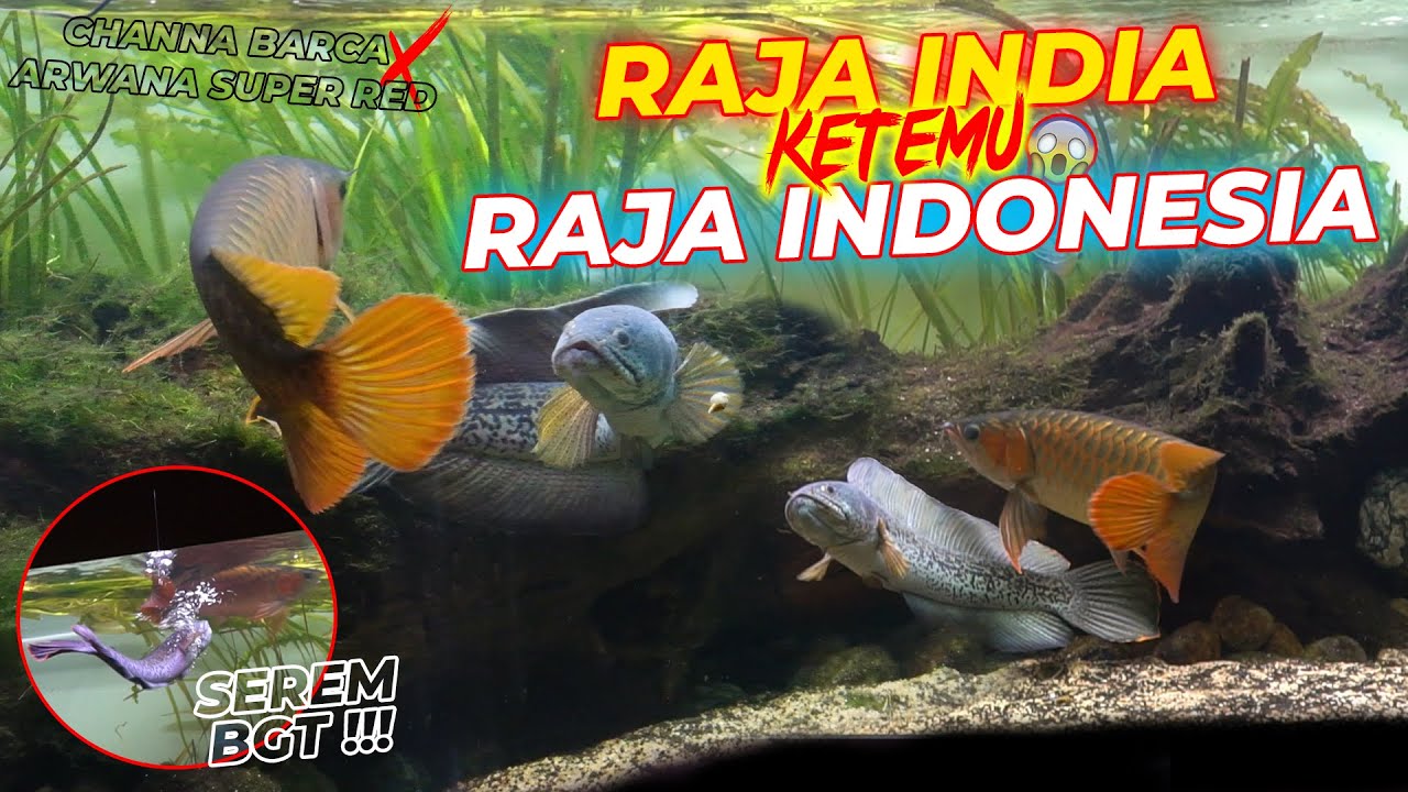 EXTR3ME !!! BEGINI REAKSINYA..KETIKA DUA RAJA PREDATOR BEDA NEGARA SALING BERTEMU !!!