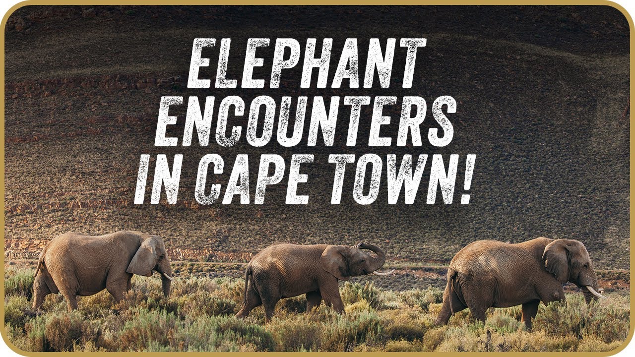 ELEPHANT ENCOUNTERS | AQUILA PRIVATE GAME RESERVE | CAPE TOWN | 4K