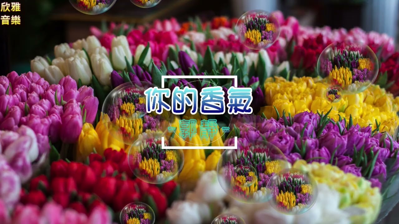 郭靜Claire Kuo-你的香氣-偶像劇「海豚愛上貓」的片尾曲【動態歌詞Lyrics】