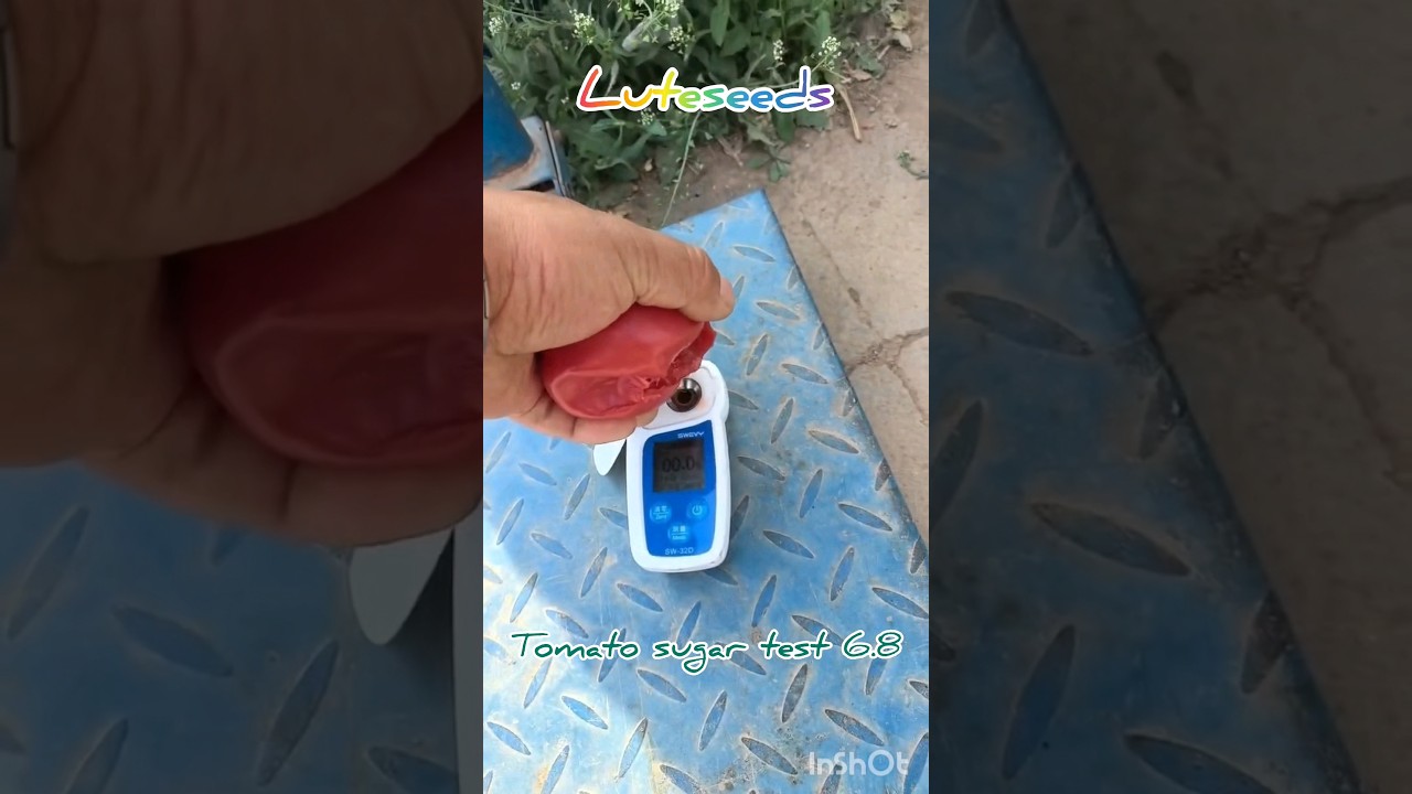 Tomato sugar test soluble solids content 6.8&deg; Brix 5.5-7.5&deg; #tomatoes #luteseeds#vegetable#seeds