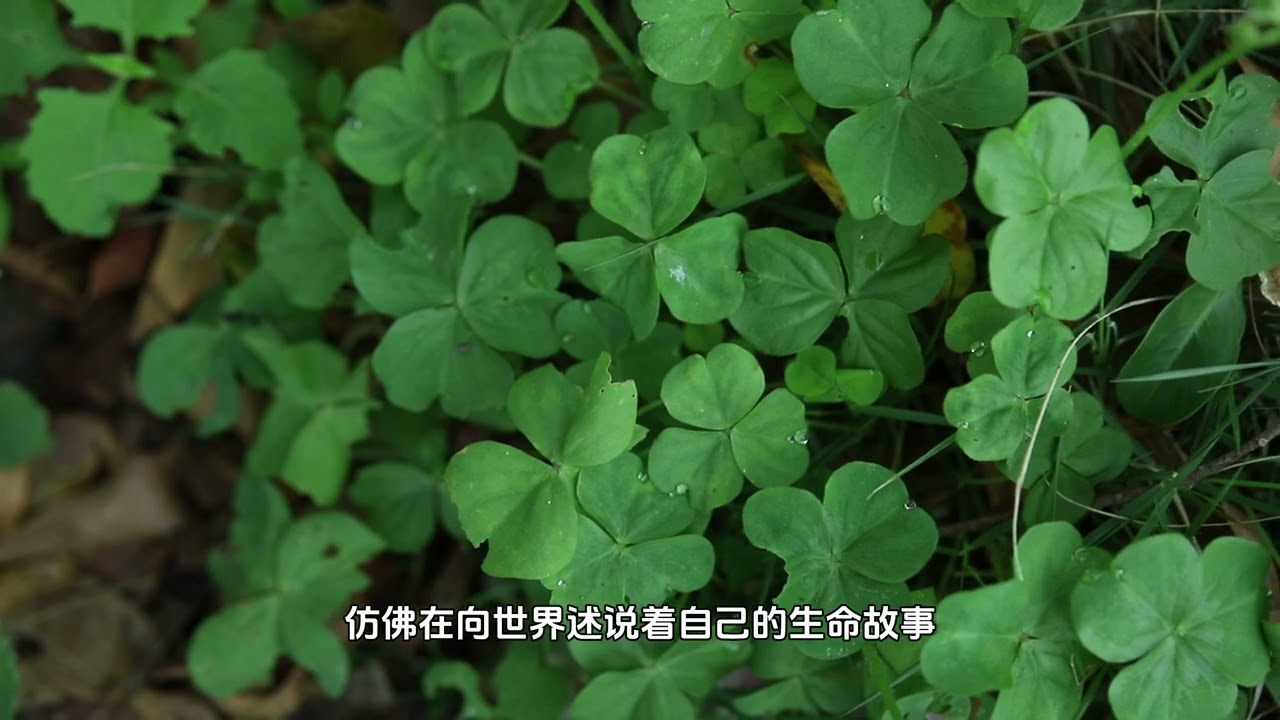 红花酢浆草：自然绽放的诗篇