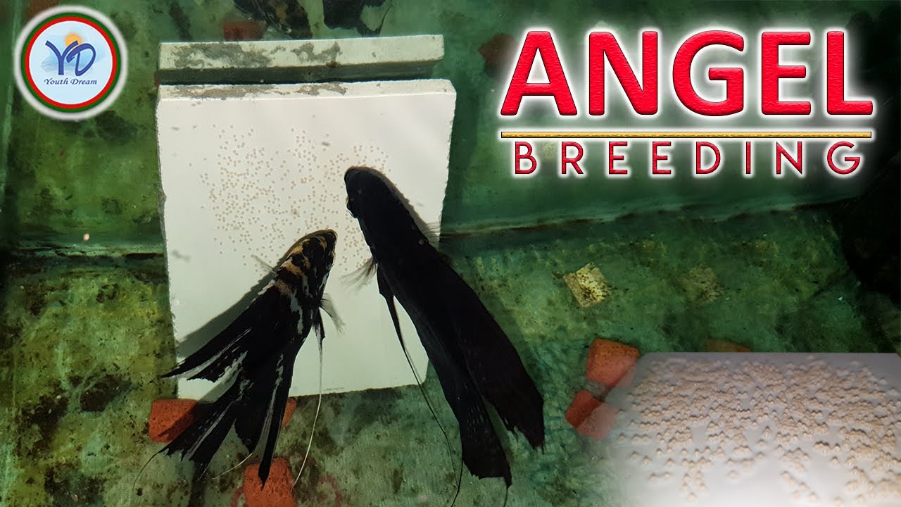 Angel fish breeding | এঞ্জেল মাছ বৃডিং।