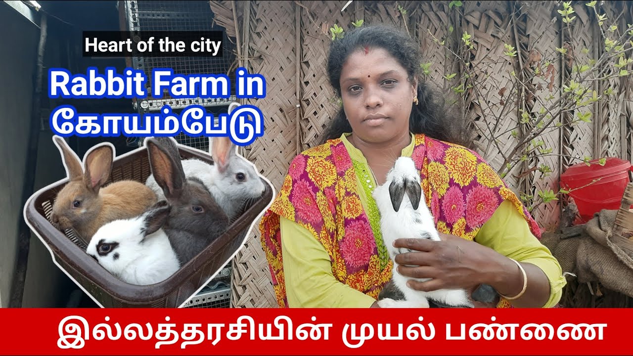 Rabbit 🐇🐰 farm in Chennai | A Woman Successful Rabbit Farm in Koyambedu,Chennai | Rabbits for Sale