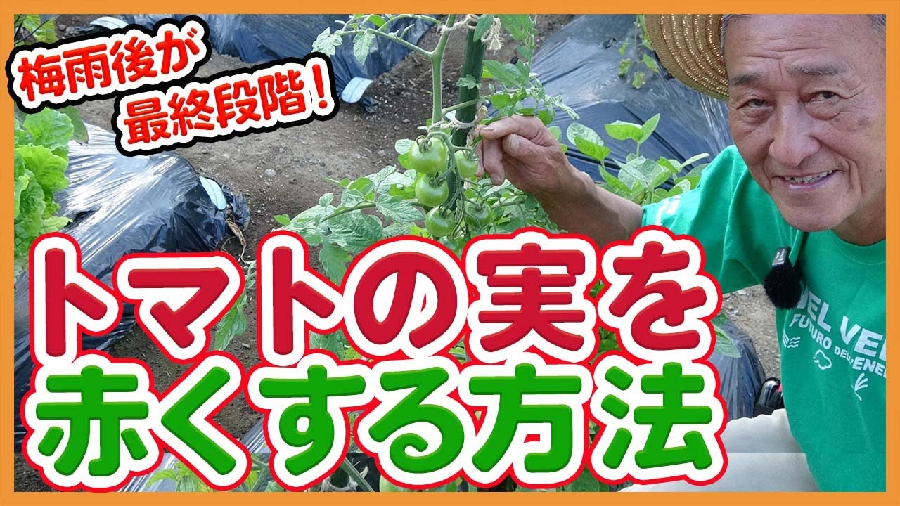 家庭菜園や農園のトマト栽培で実を赤くする方法！梅雨後が最終段階！？トマトが完熟する要因や必要作業を徹底解説！【農家直伝】/How to ripen tomato fruits red.
