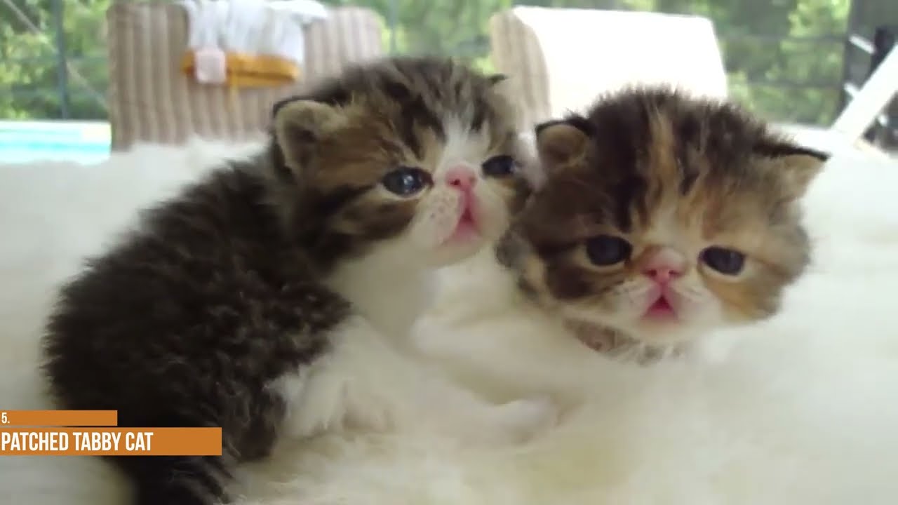 The Top 5 Tabby Cat Patterns Everyone Needs to Know About