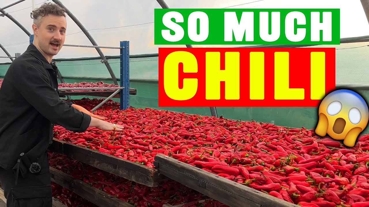 LET'S VISIT A CHILI FARM ! 🌱🌶️ | PEPPERZ
