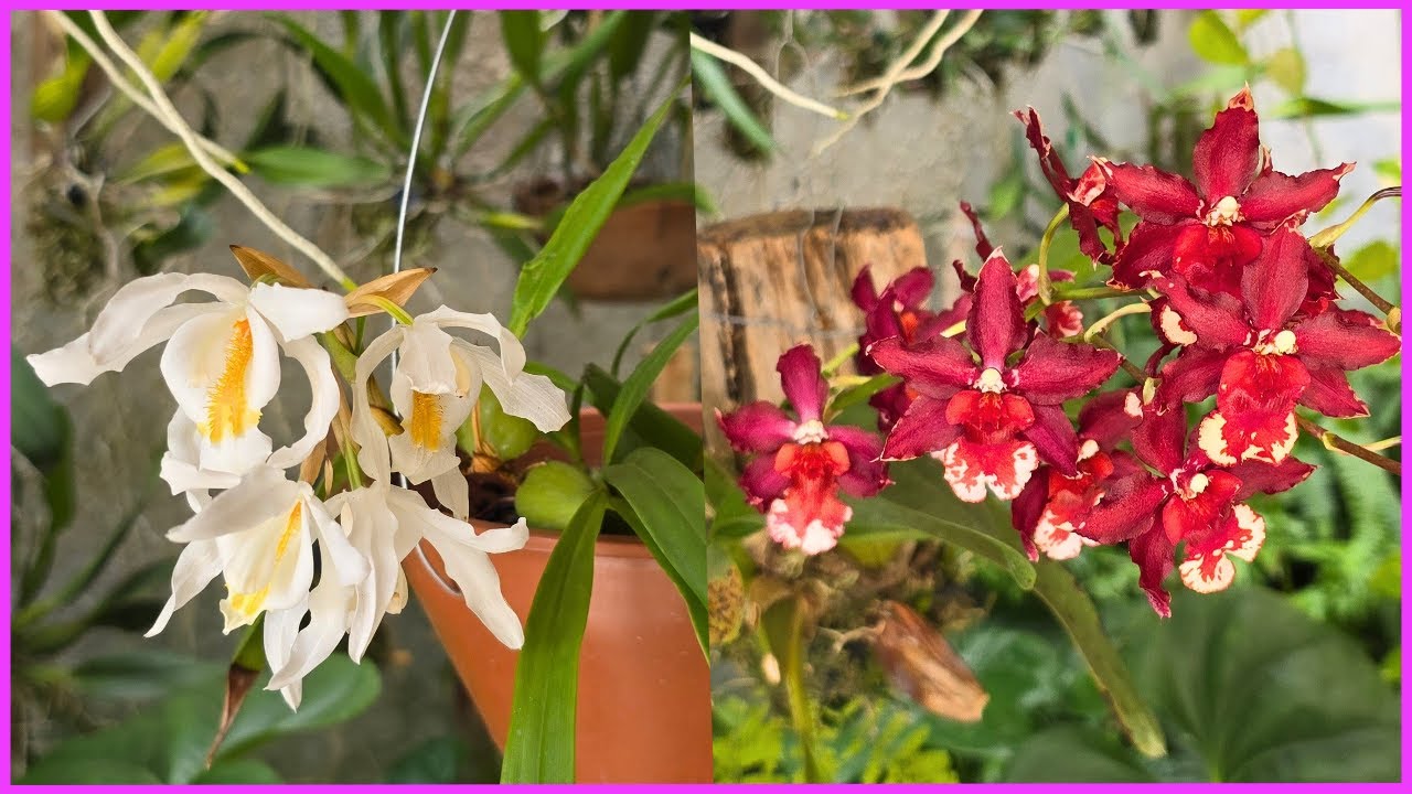 DUAS FLORAÇÕES LINDAS E INÉDITAS POR AQUI VEM VER ☝️🥰