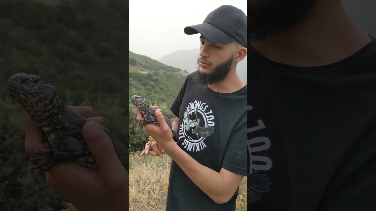 الظب الصحراوي الجزائر lézard fouette-queue (uromastyx)