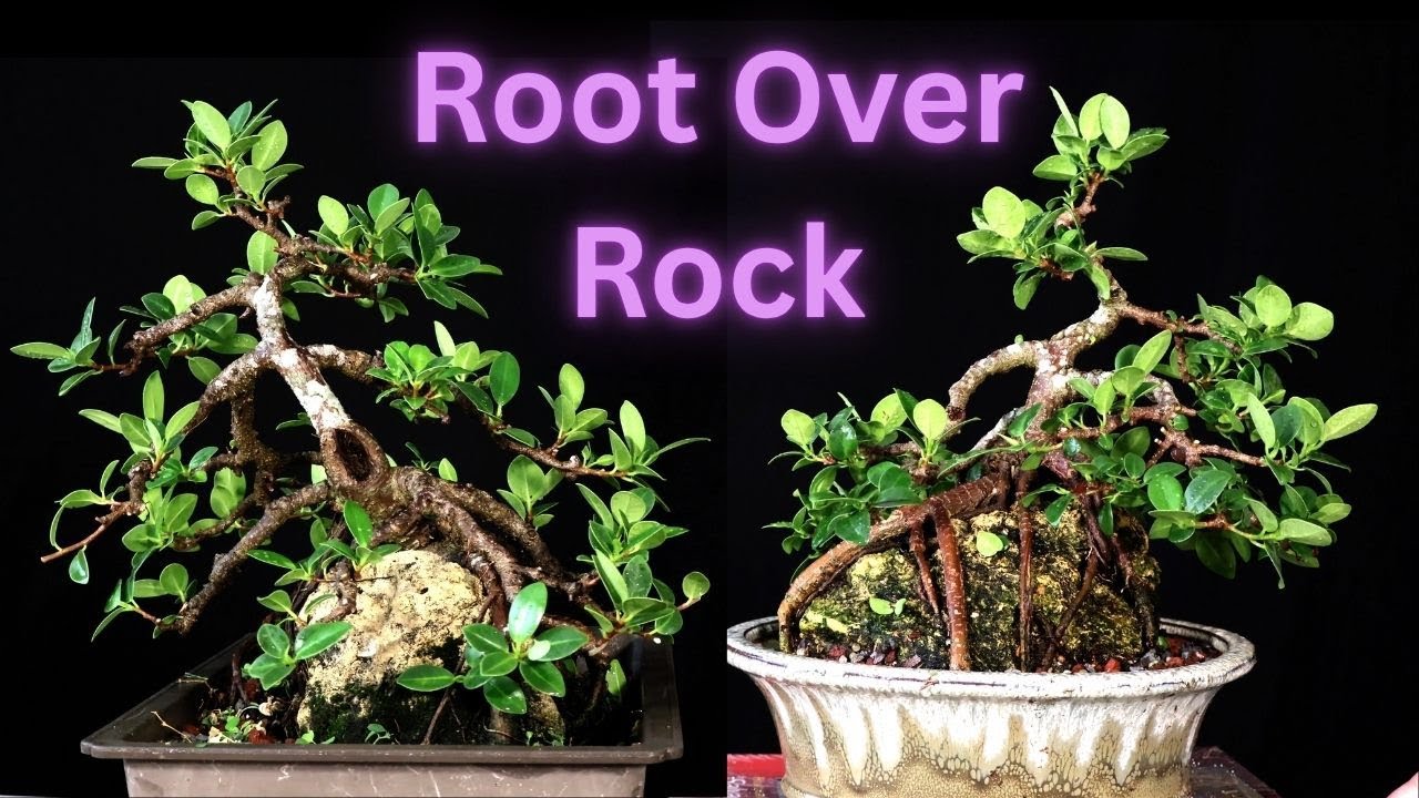 Ficus Microcarpa Root Over Rock #2 and #1 but graded