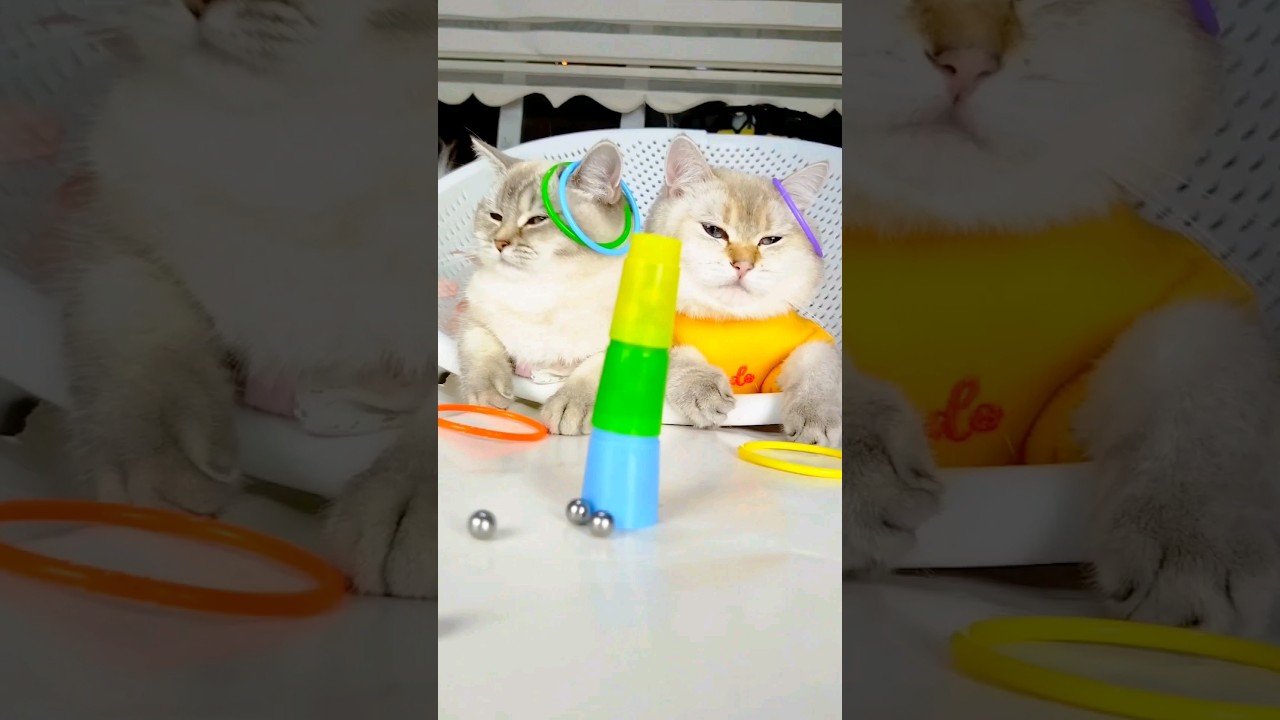 Cat's Unforgettable Reaction to Silver Ball Sounds #asmr #cat  #relaxing #reaction #funny