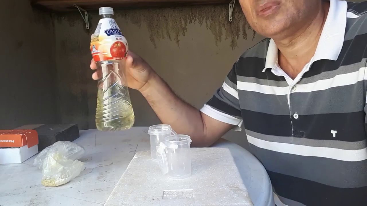 Armadilha de vinagre para combater forídeos #abelhasrj #asf #bee #honey #abelhas #forideos #iscas