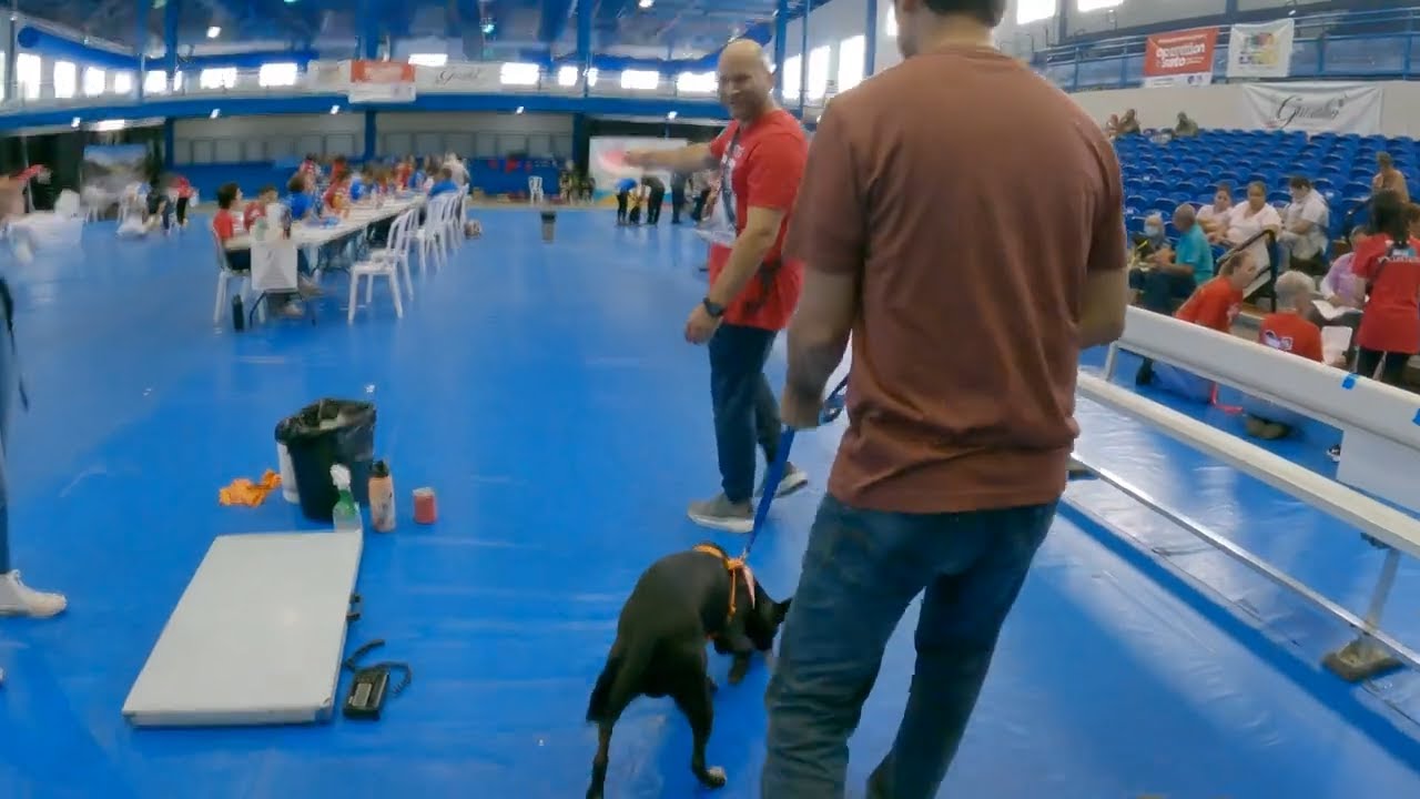 ESTERILIZACION GRATIS EN PUERTO RICO - OPERATION SATO