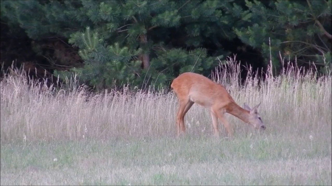 Jagd auf Rehwild Anfang Juli