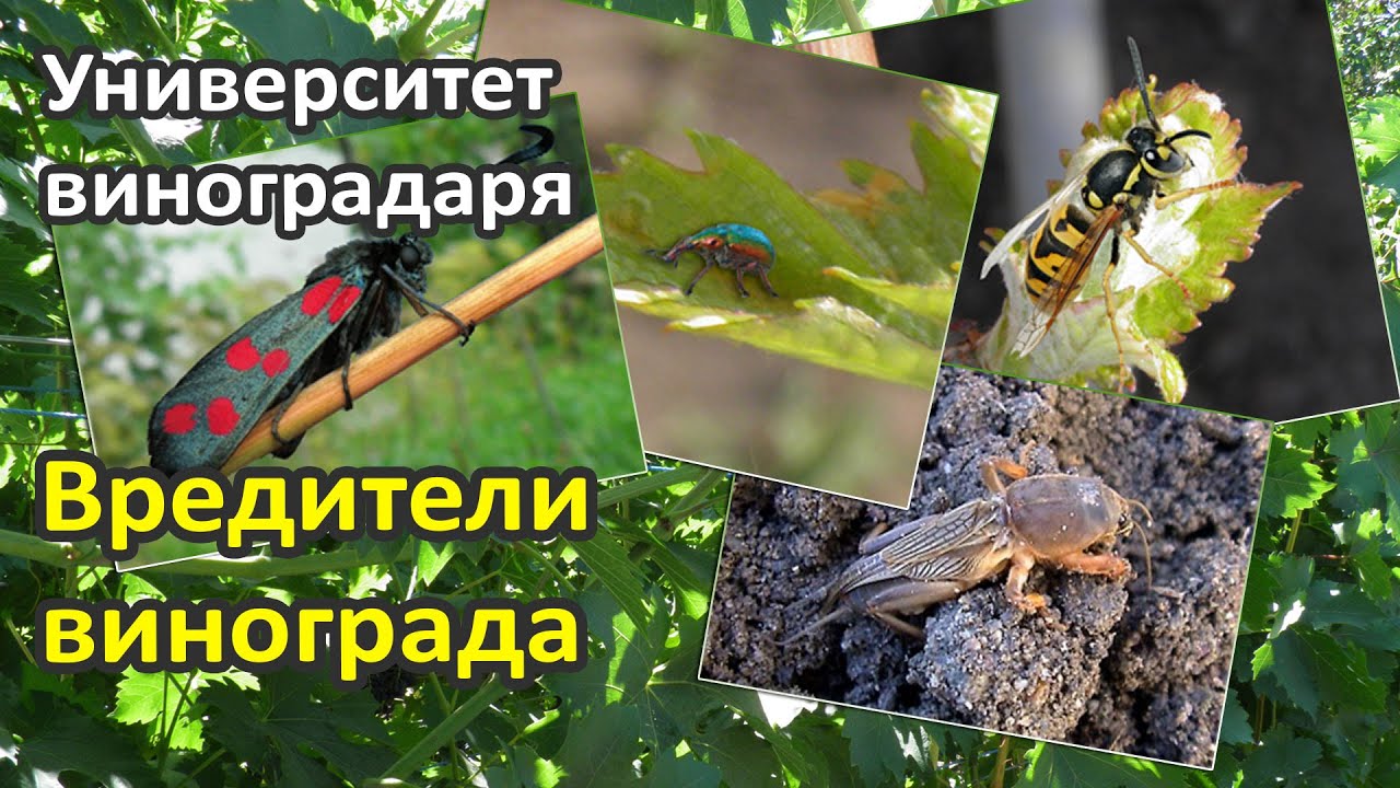 13. Вредители винограда и борьба с ними