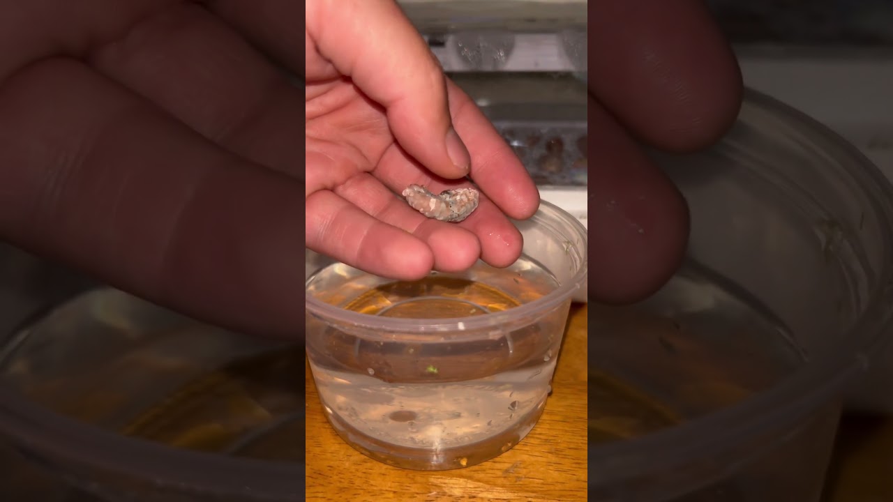 How to safely hatch Mystery Snail eggs by hand. Full video on my channel. 