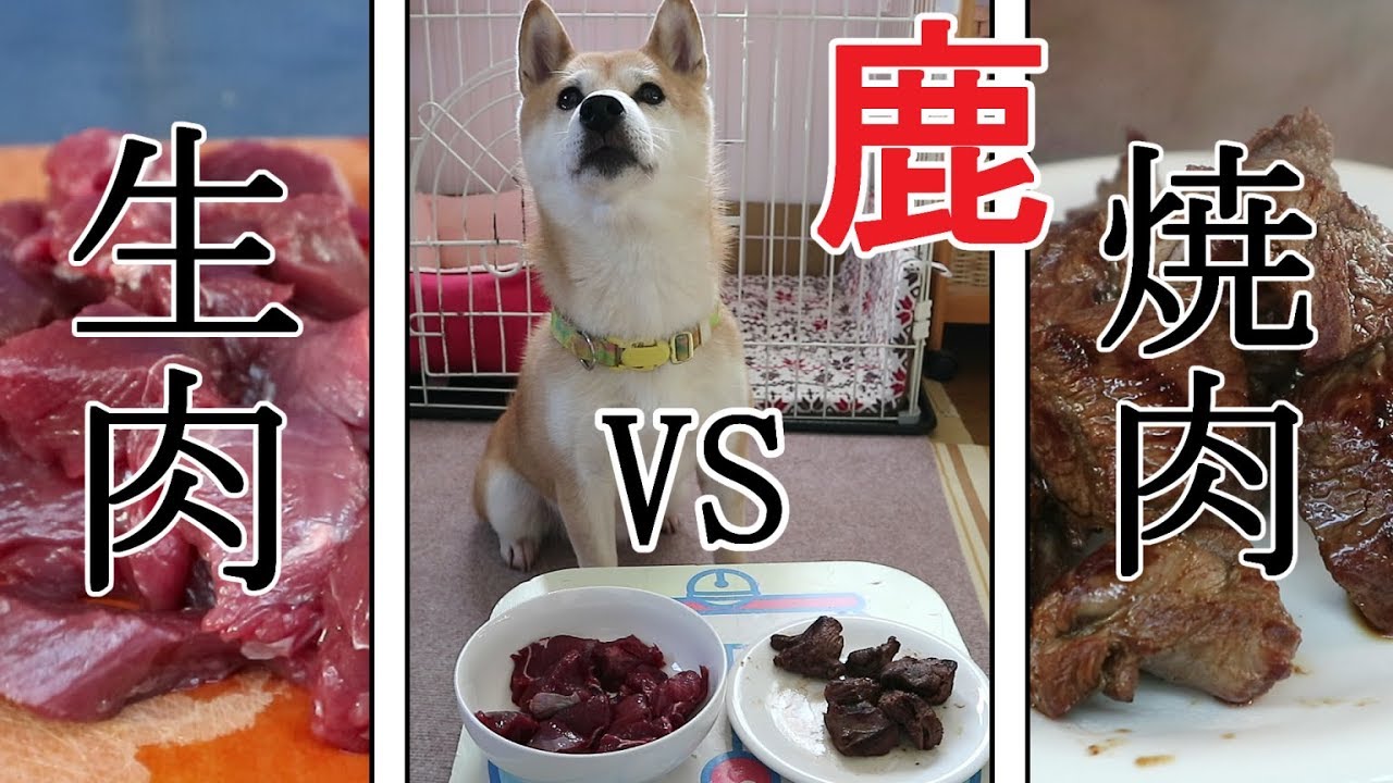 柴犬小春　鹿の生肉VS焼肉！先に選ぶのはどっちだ！？Raw Deer Meat VS Yakiniku! Which one will Koharu eat first?