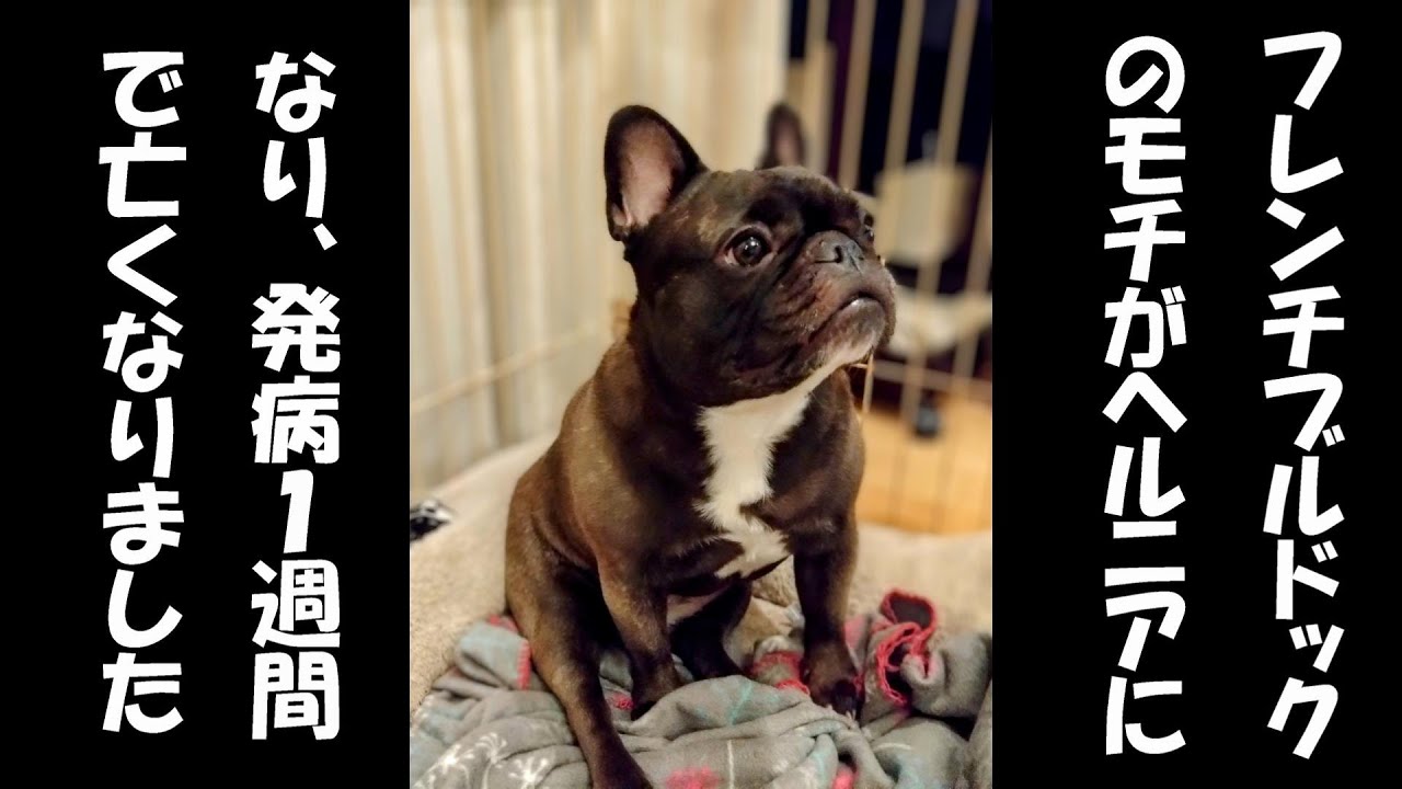 フレブルのモチがヘルニアになり、１週間で亡くなりました…
