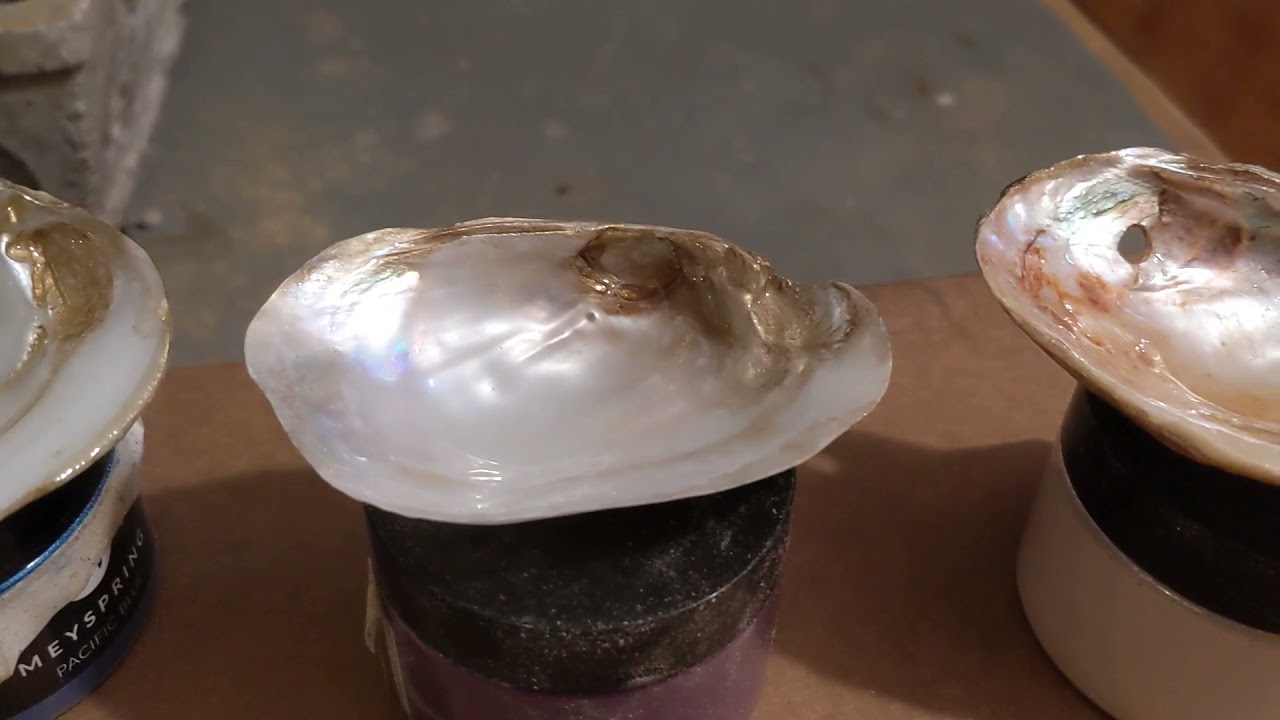 Polishing fresh water clams! Shiny shiny!