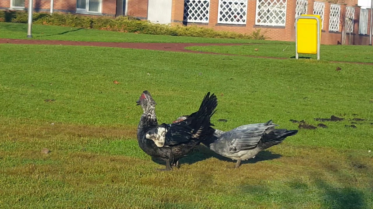 Muscovy ducks flying, feeding and fighting.