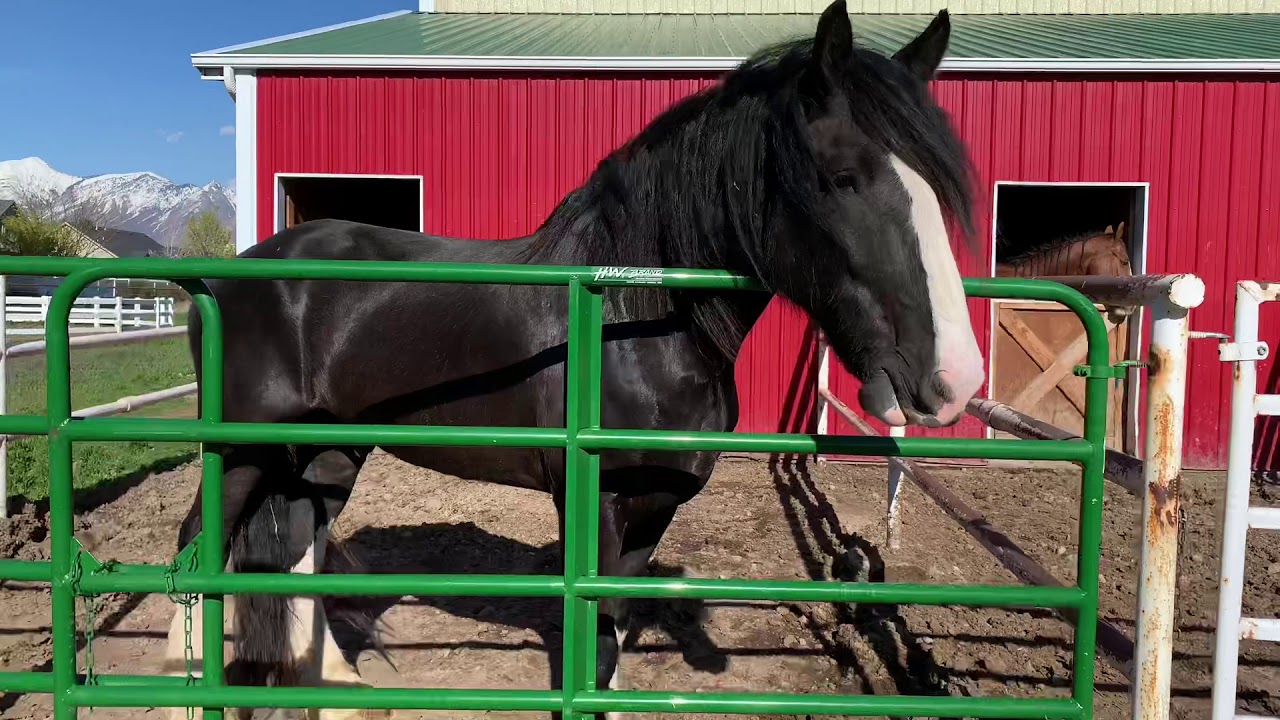 Apollo Shire horse Playing