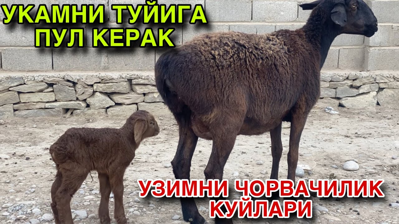 Туйга пул Керак! ☎️+998 99 972 4997