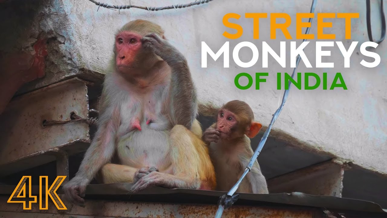 Naughty Monkeys Rule the Streets of Vrindavan, India - 4k Funny Life of Street Animals