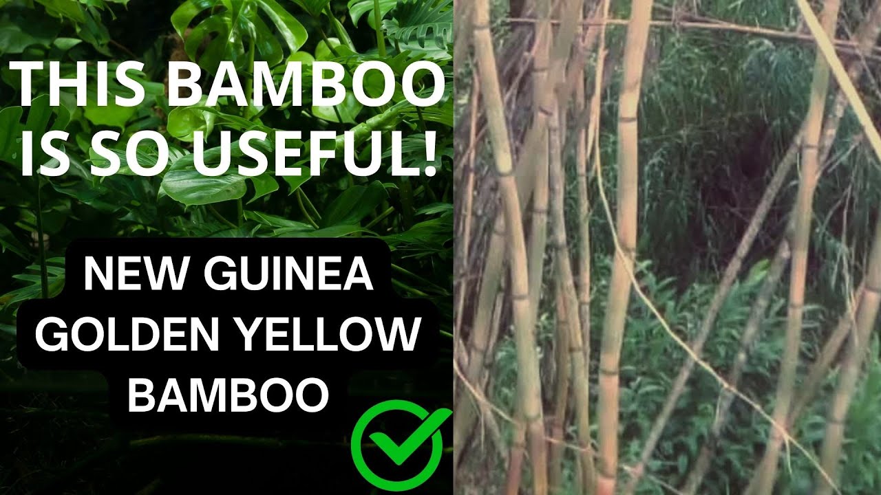 How Locals Use the Golden Yellow Bamboo | Clumping Bamboo